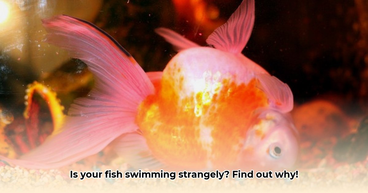 swim-bladder-function-disorders